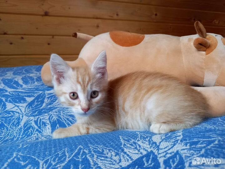 Впустите солнышко в дом