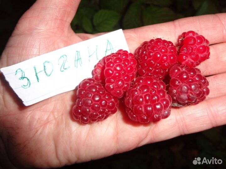 Саженцы крупноплодной малины