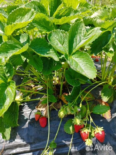Рассада клубники Мурано ремонтантной