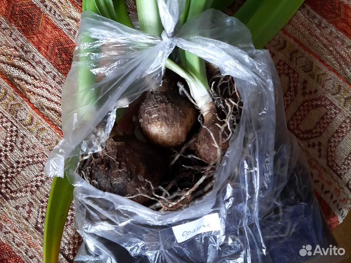 Луковицы амариллиса. бронь