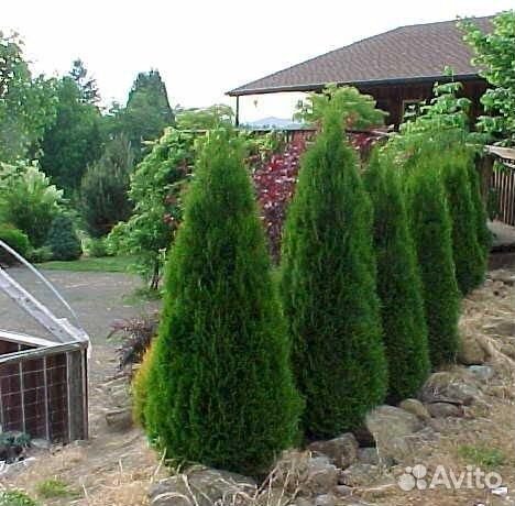 Туя западная 