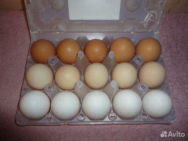 Куриные яйца (свежие, лесобаза)