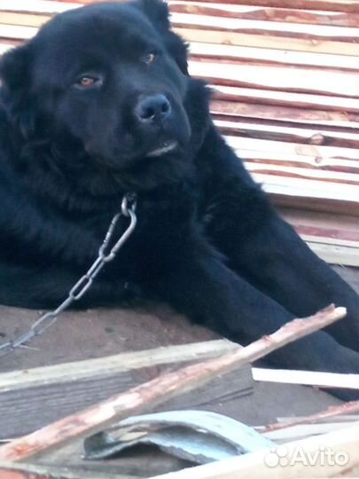 Собака алабай