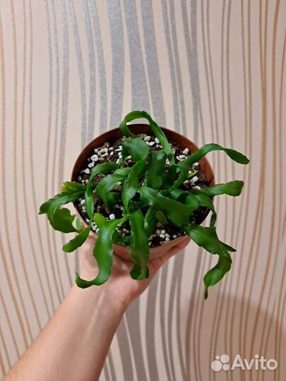 Эпифиллум Гватемальский