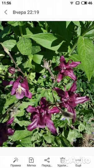 Полезные растения, цветы для дачи