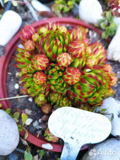 Молодило каменная роза