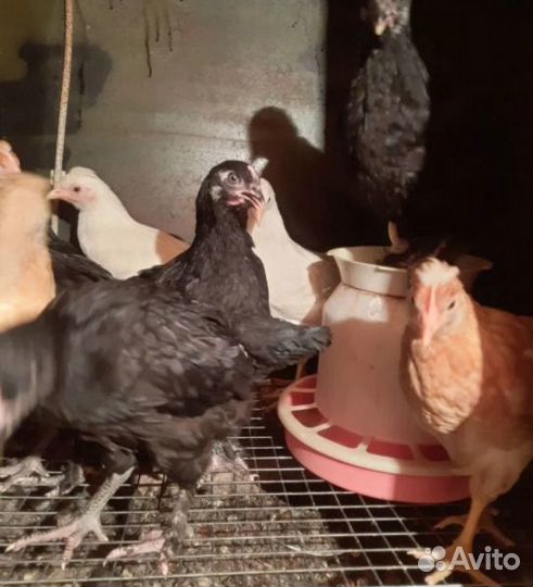 Куры несушки, утята, гусята, бройлер, цыплята