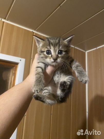 Прекрасные котята