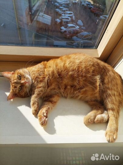 Кошке нужен дом