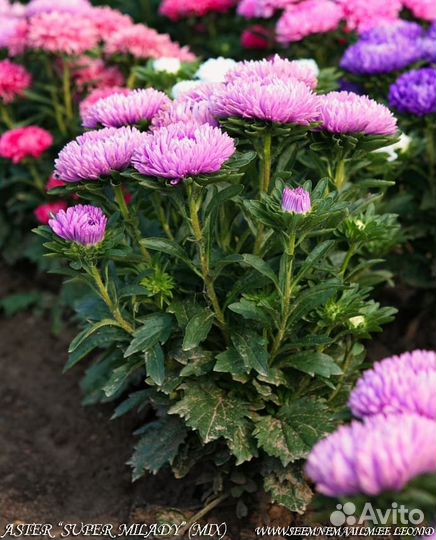 Астра низкорослая