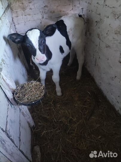 Продаются 2 бычка