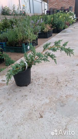 Мозжевельники