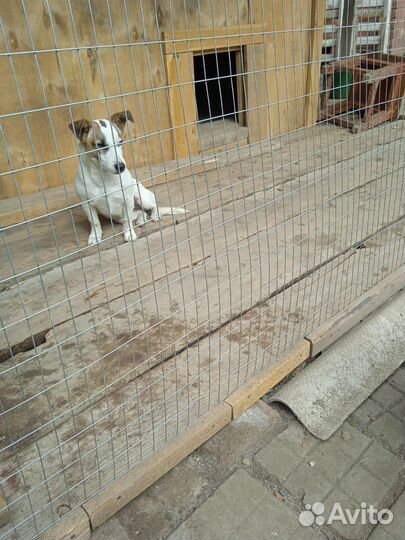 Отдам в добрые руки