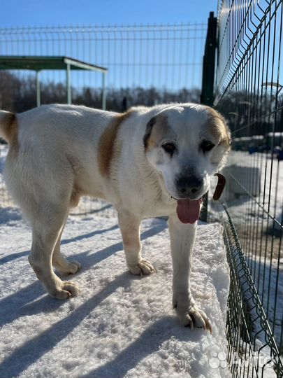 Алабай в добрые руки