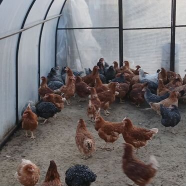 Курочки молодки несушки