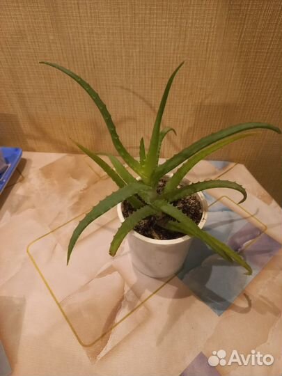 Алоэ лечебный