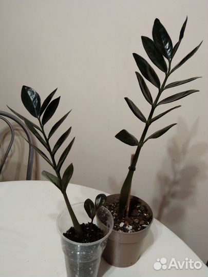 Замиокулькас черный.Равен