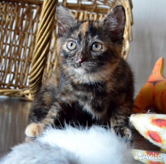 Трехцветный котенокв дар счастье в дом бесплатно