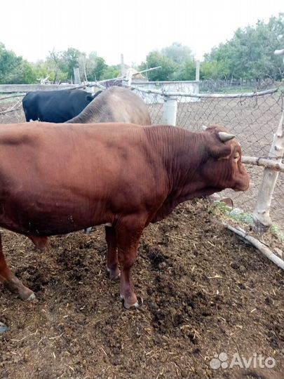 Продам быков