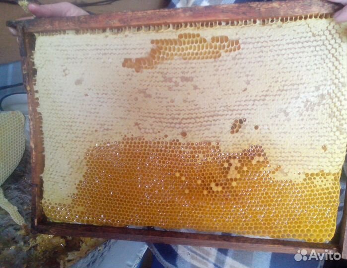 2024 Мёд натуральный алтайский опт