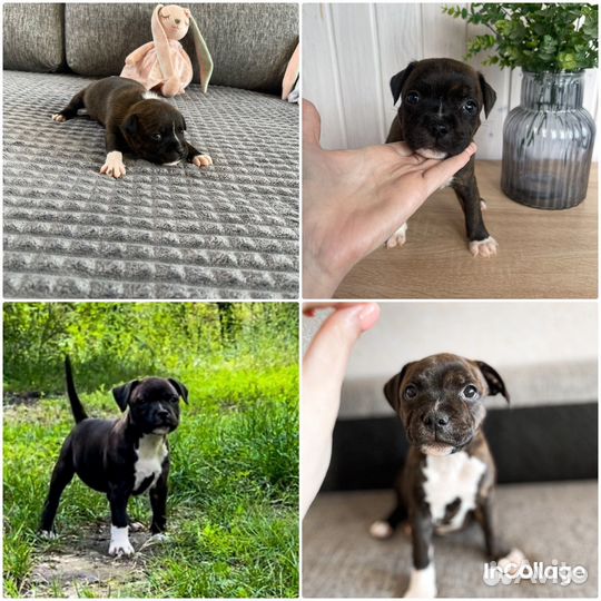 Стаффордширский бультерьер щенки стаффбуль