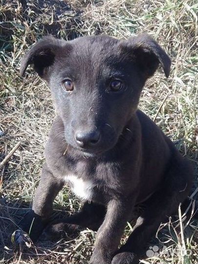 Щенки три мальчика и три девочки,1.5 месяца