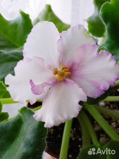 Фиалка Турмалиновое колье