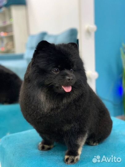 Услуги груминга (стрижка животных)