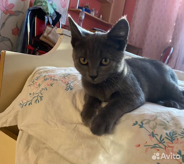 Котенок мальчик