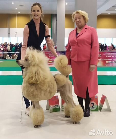 Щенки большого пуделя