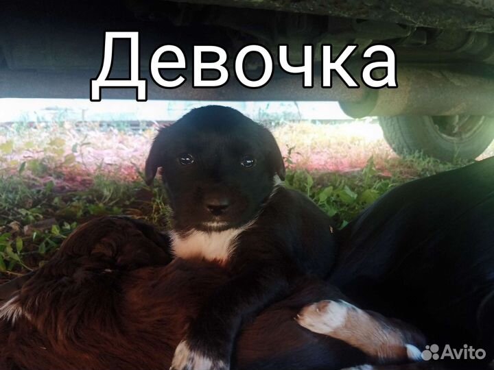 Щенки в добрые руки бесплатно ищат нового хозяина