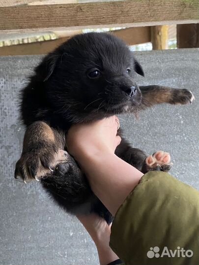 Щенки русско европейской лайки