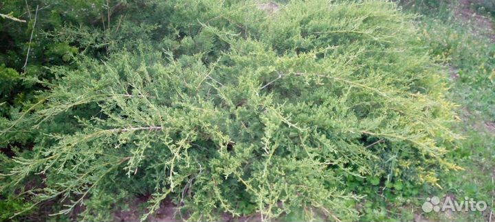 Ели можжевельники туи шамсит