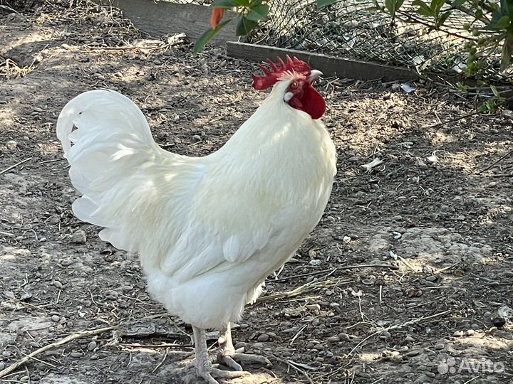 Продаю петуха и курочку породы Бресс Гальская