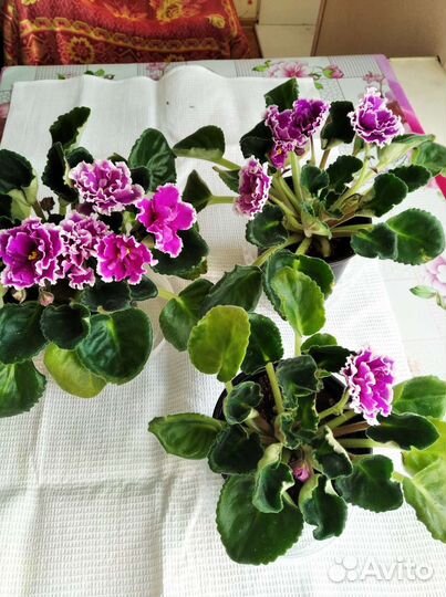 Глоксинии, фиалки, хойя