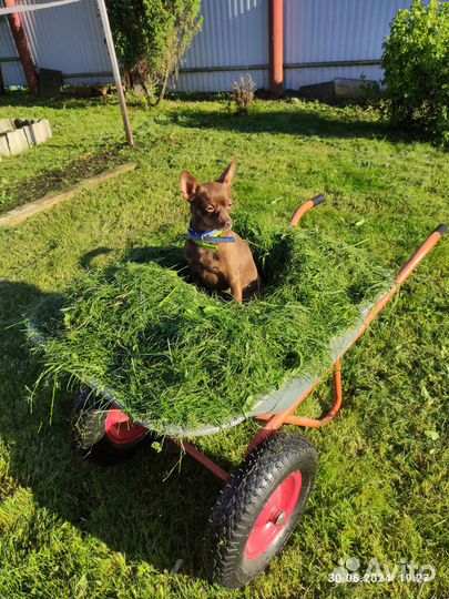 Вязка той-терьер мальчик