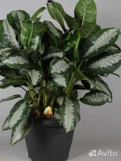 Комнатные растения 2