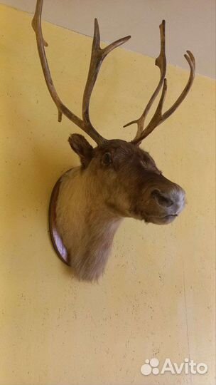 Чучело головы оленя
