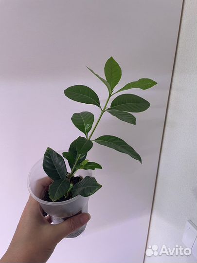 Гардения жасминовидная