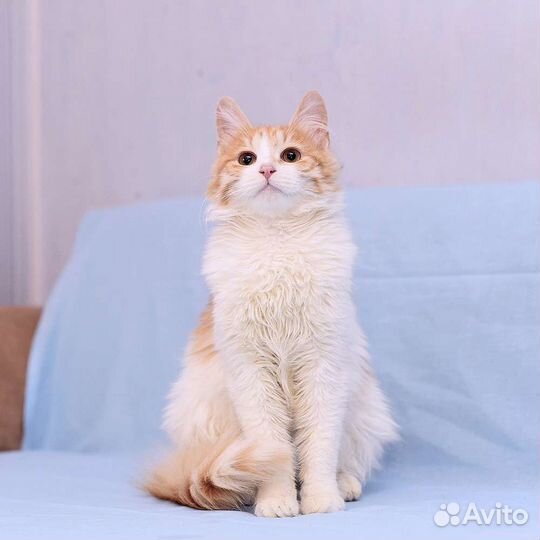 Кошка Катя рыже-белая пушистая в дар