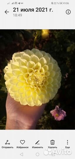 Георгины клубни и срезка