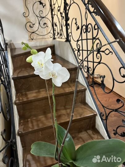 Орхидея фаленопсис