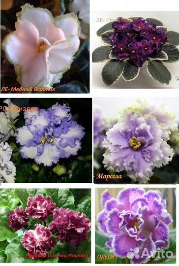 Укоренённые черенки c детками