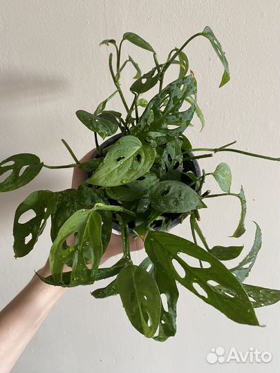 Монстера манки маск