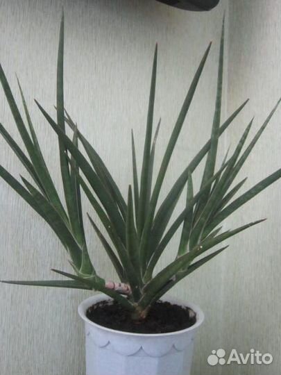 Сансевиерии сортовые Нимф,Стар роус,Бонсенленсис
