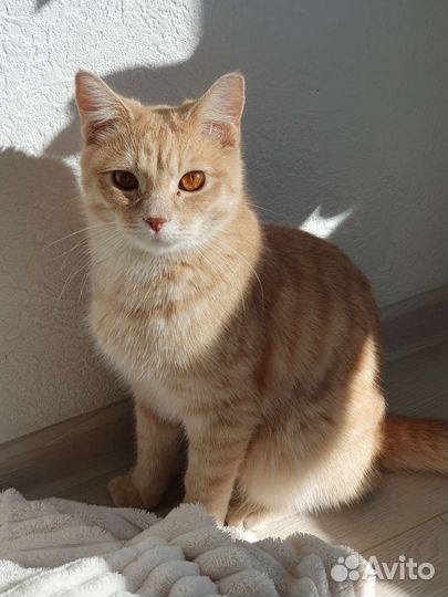 Особенный кот