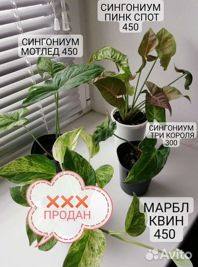 Сингониум и Эпипремнум