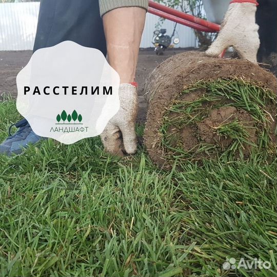 Рулонный газон для домашнего участка Востряково