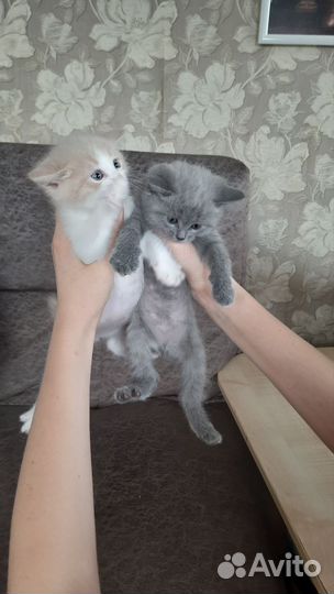 Отдам в добрые руки