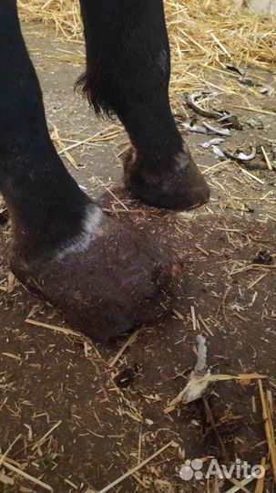 Качественная расчистка - ковка копыт лошадей